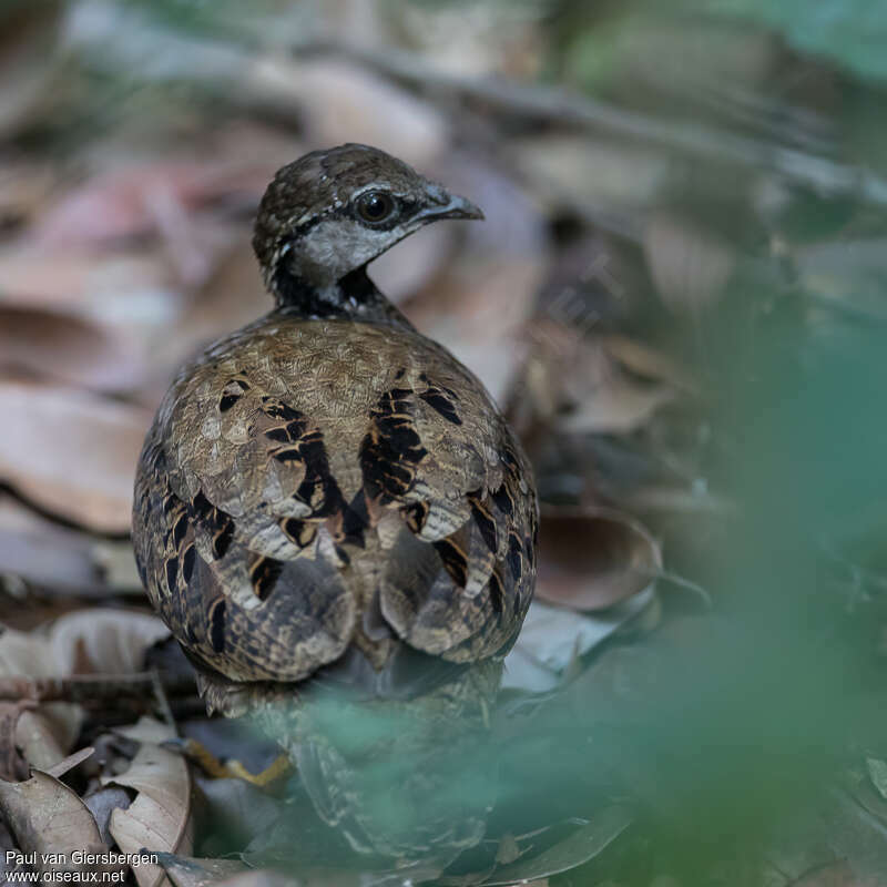 Francolin de Lathamimmature