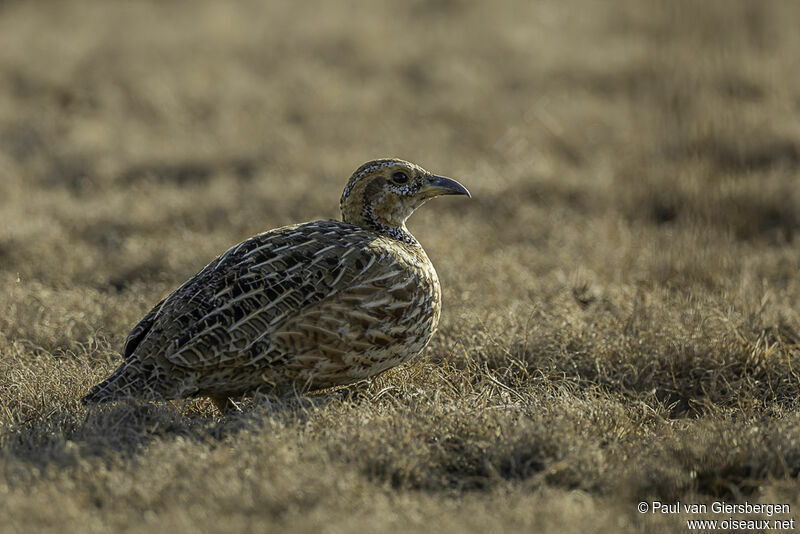 Francolin de Levaillantadulte