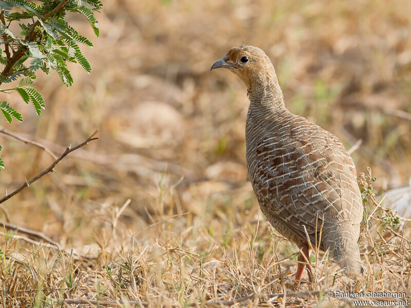 Grey Francolin