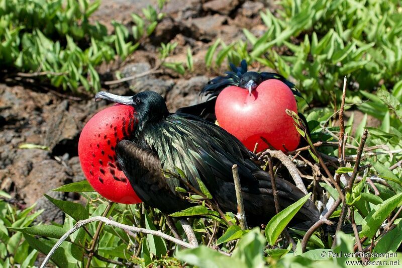 Great Frigatebird