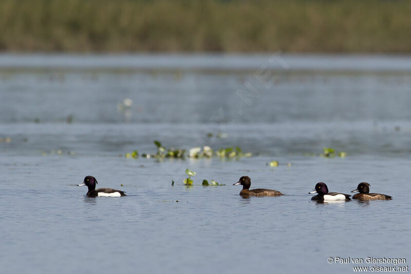 Tufted Duck