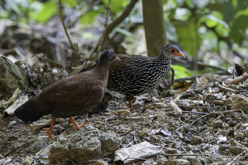 Sri Lanka Spurfowl