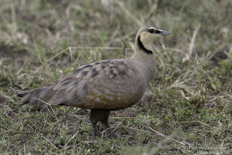 Yellow-throated Sandgrouse male adult