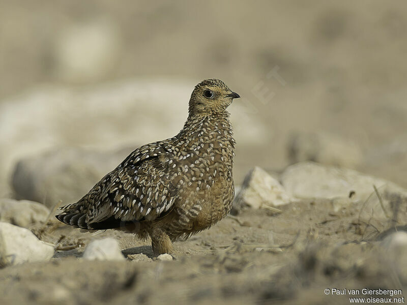 Burchell's Sandgrouse female adult