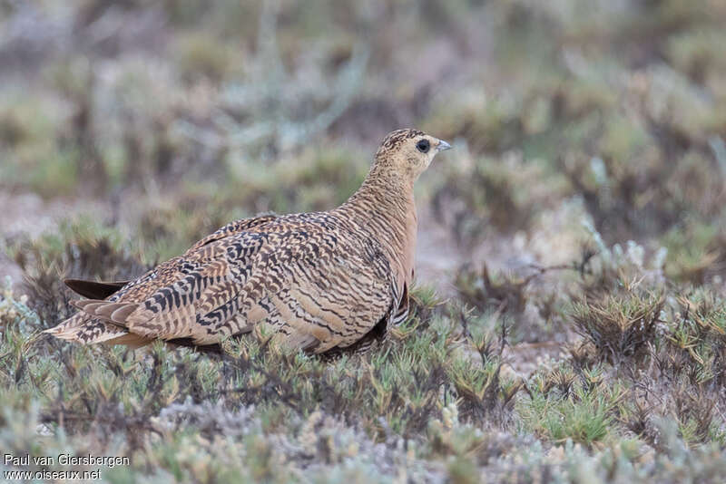 Madagascar Sandgrouse female adult, identification