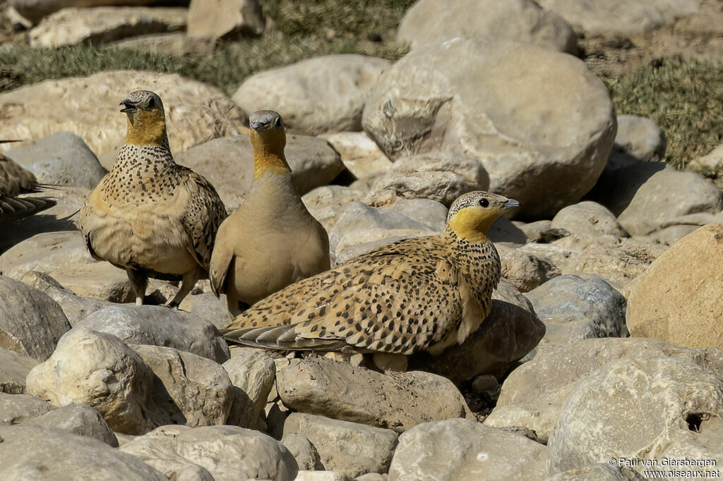 Spotted Sandgrouse