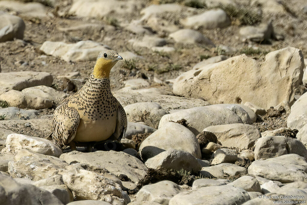 Ganga tacheté femelle adulte