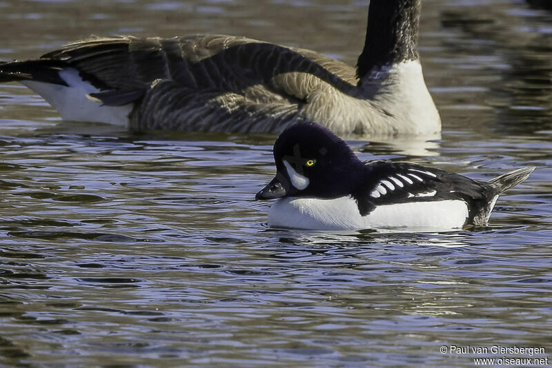 Barrow's Goldeneye male adult