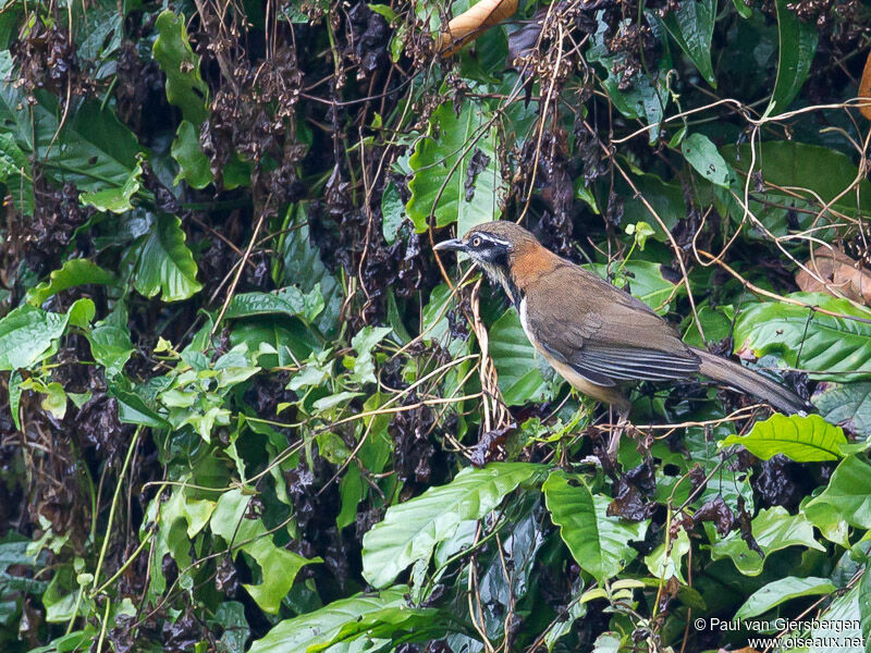 Lesser Necklaced Laughingthrush