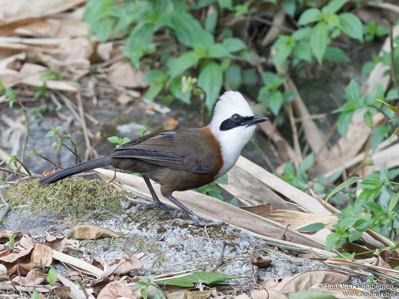 White-crested Laughingthrush