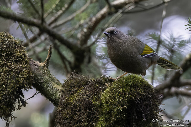 Elliot's Laughingthrush