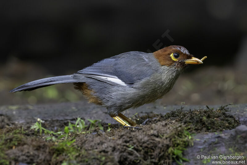 Chestnut-hooded Laughingthrushadult