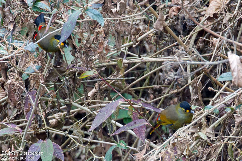 Garrulaxe des Buguns mâle adulte, identification