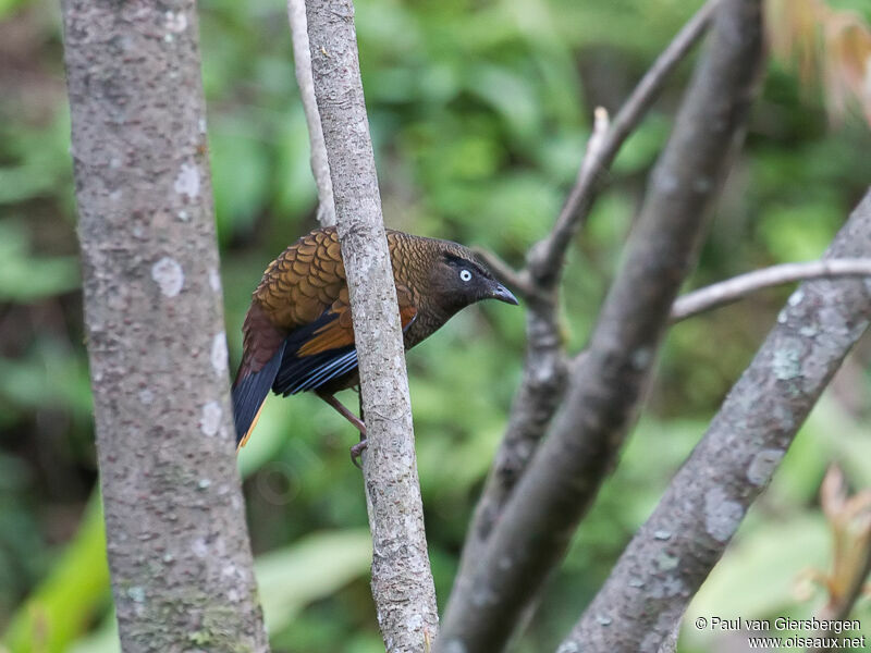 Blue-winged Laughingthrush