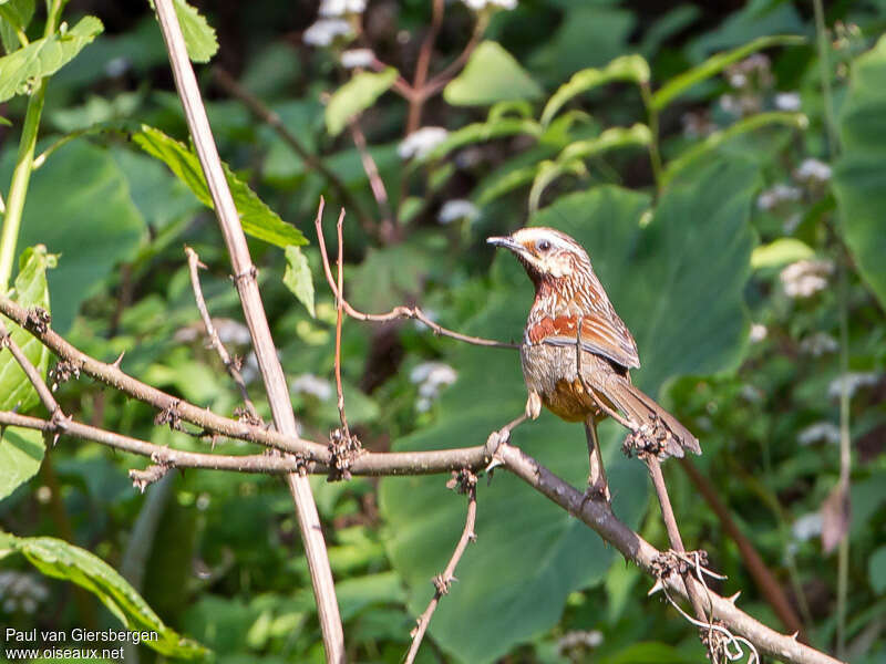 Striped Laughingthrush, identification