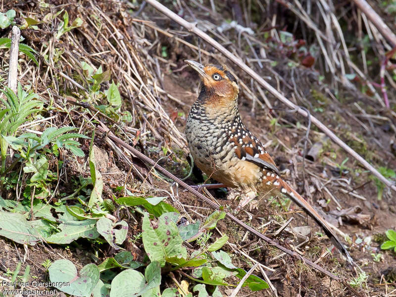 Spotted Laughingthrushadult, habitat