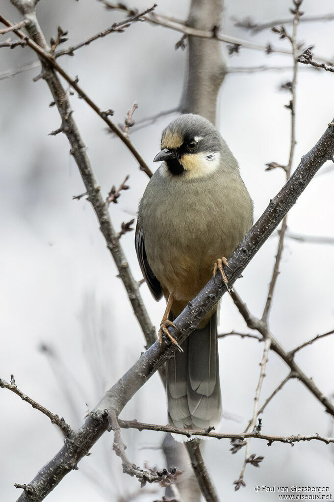 Garrulaxe variéadulte