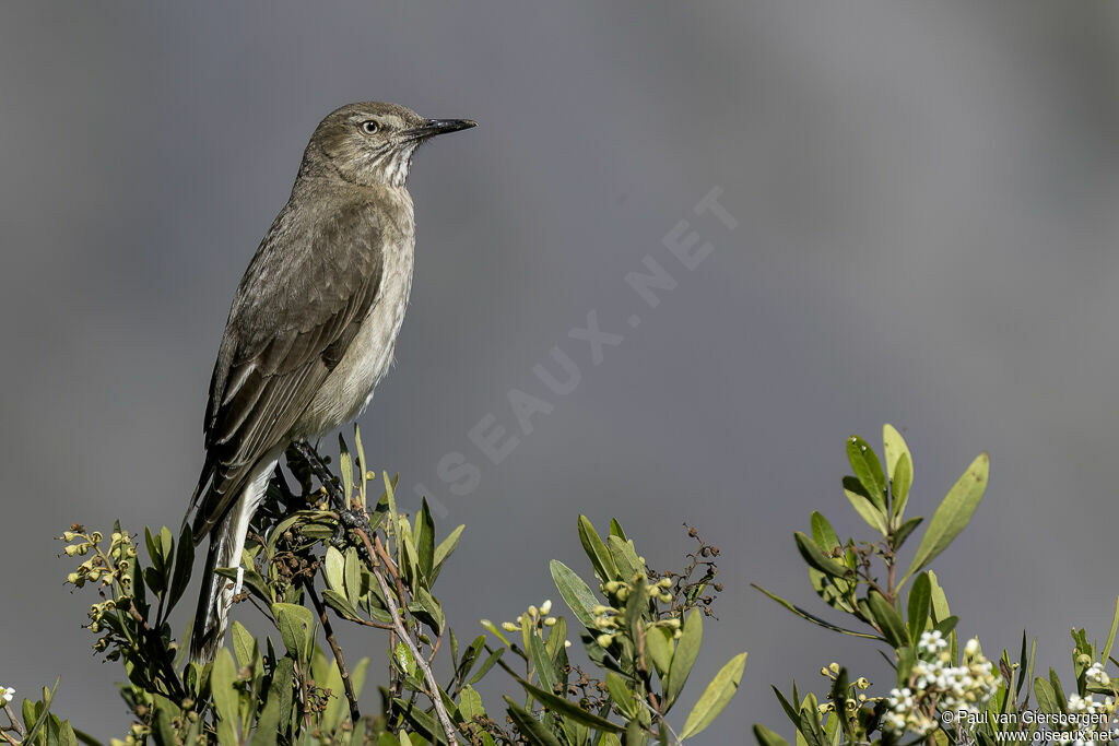Gaucho à bec noiradulte
