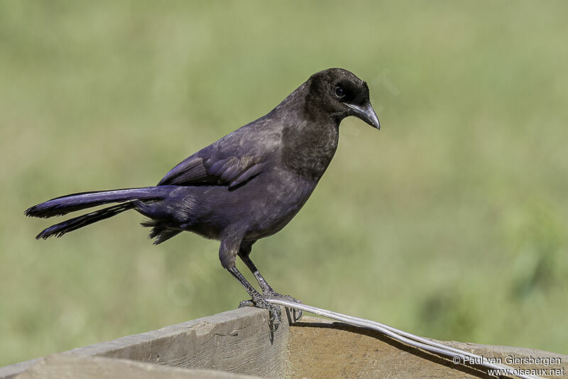 Purplish Jayadult