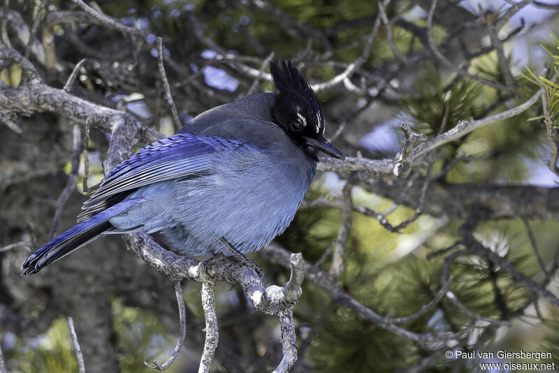 Steller's Jayadult