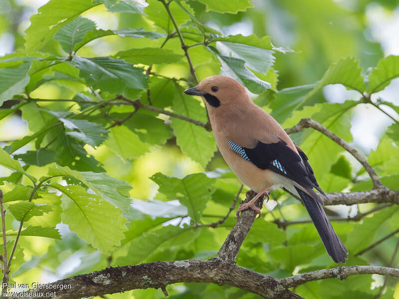 Eurasian Jayadult, identification, pigmentation