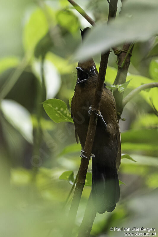 Crested Jayshrikeadult