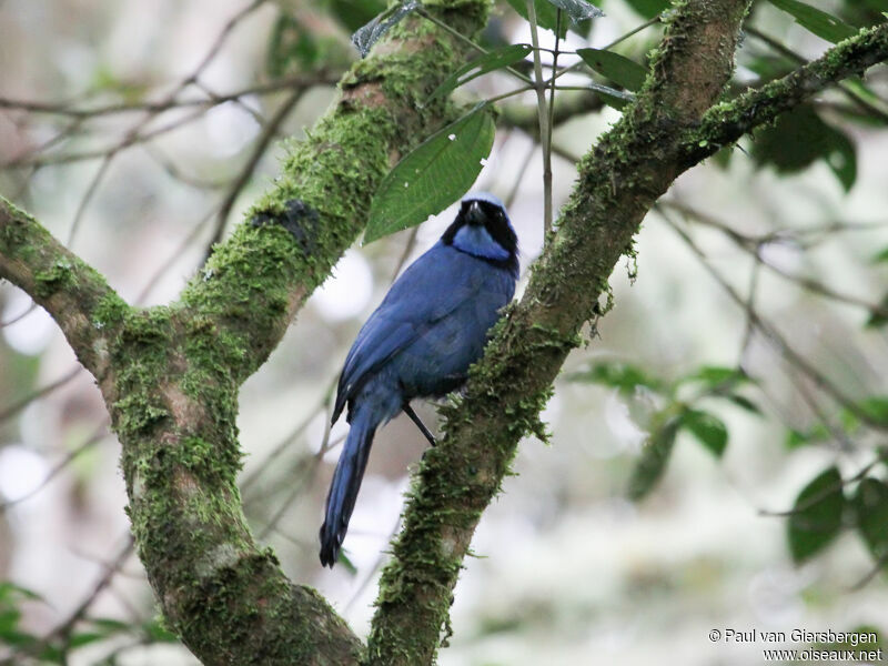 Turquoise Jay