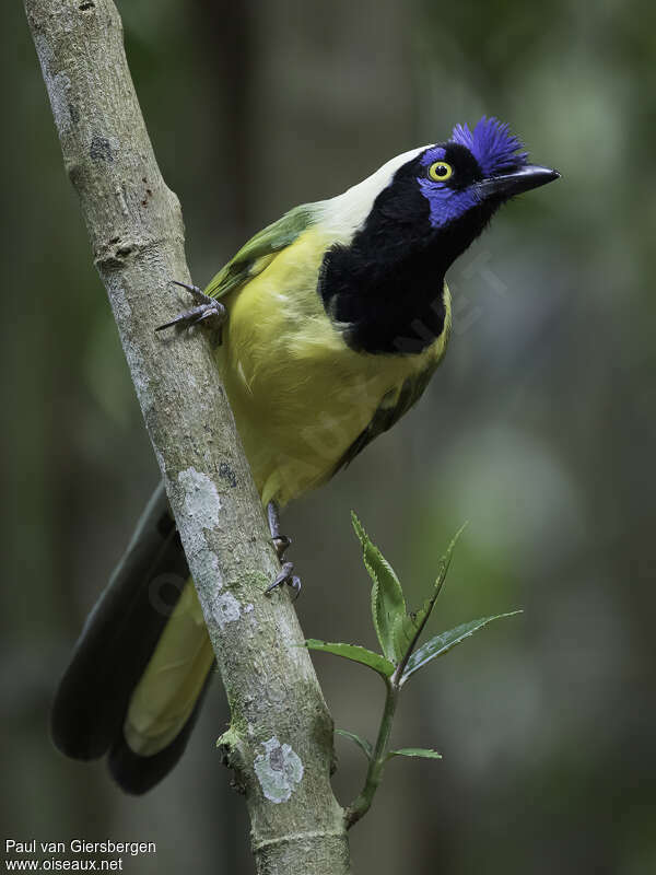 Inca Jayadult, pigmentation