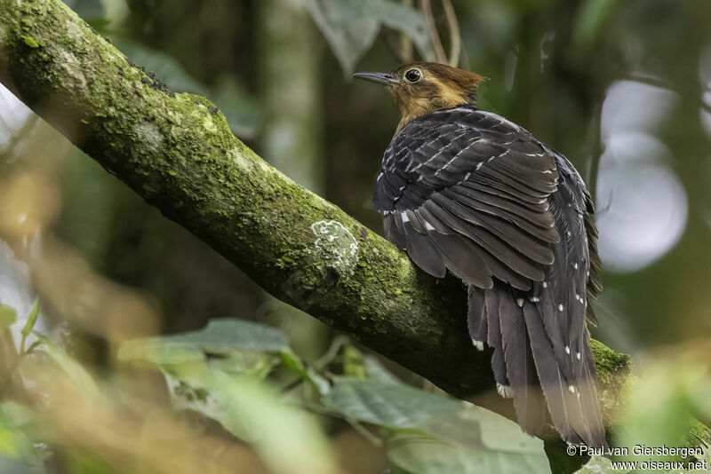 Pavonine Cuckooadult