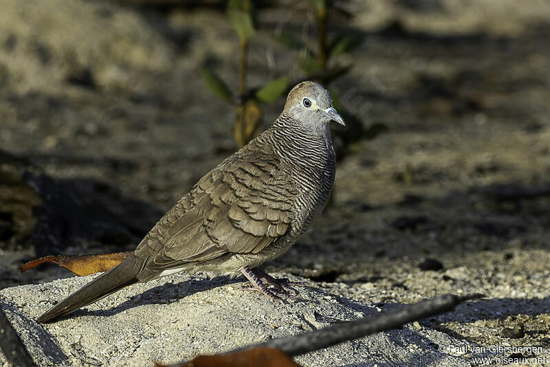 Zebra Doveadult