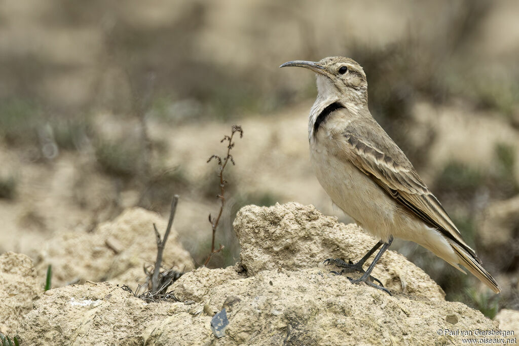 Géositte à bec grêle