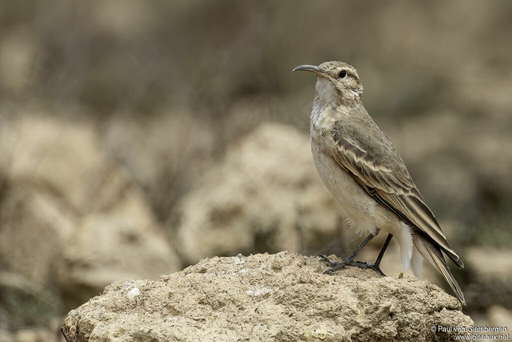 Géositte à bec grêleadulte