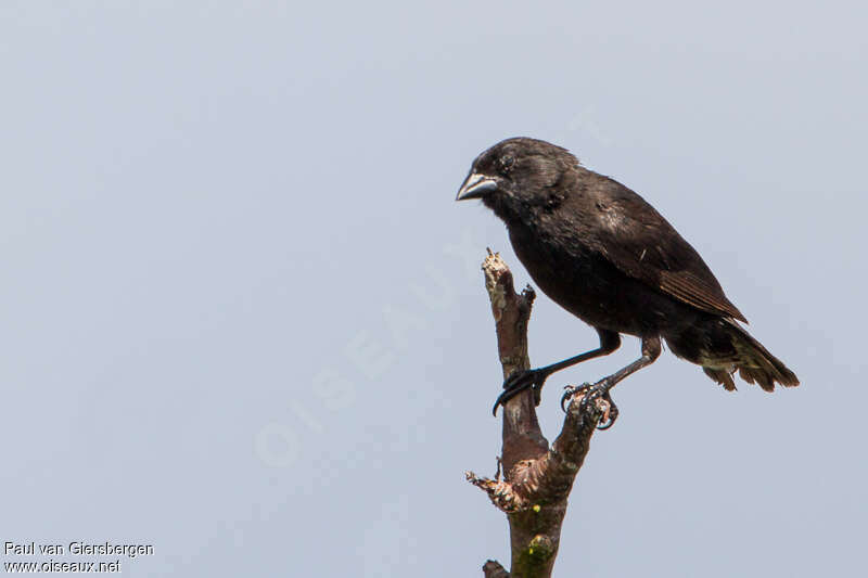 Genovesa Ground Finch male adult breeding, identification