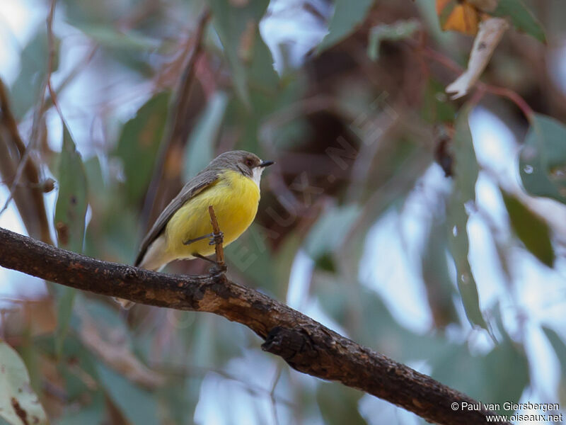 White-throated Gerygone