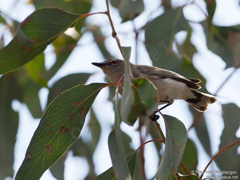 Western Gerygone