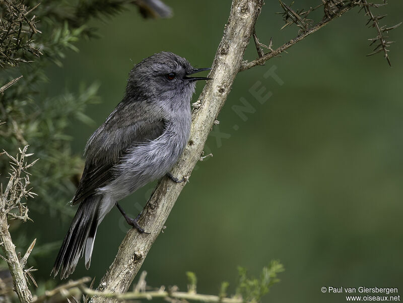 Grey Gerygoneadult