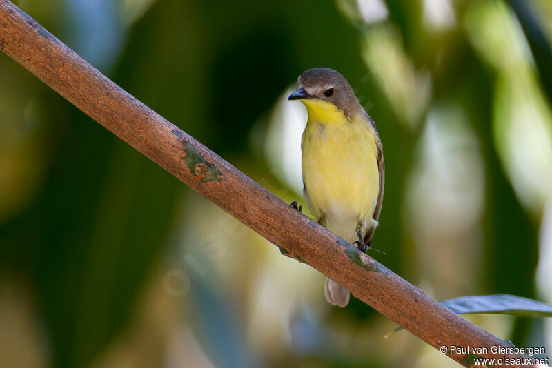 Golden-bellied Gerygone