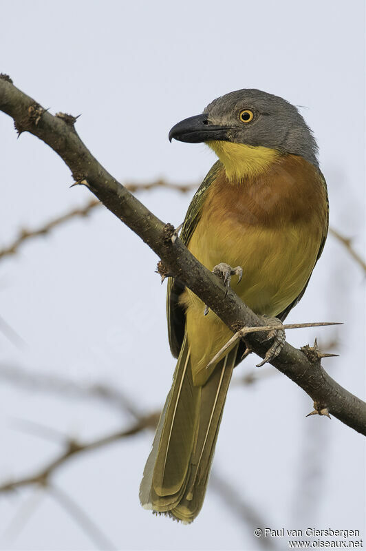 Grey-headed Bushshrikeadult