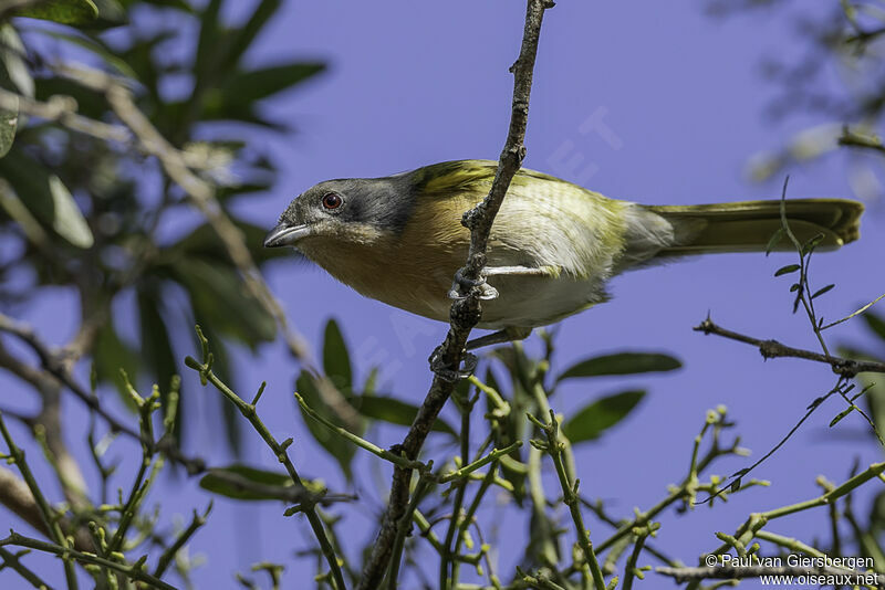 Olive Bushshrikeadult