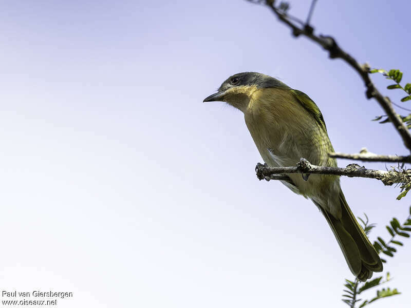 Olive Bushshrikeadult