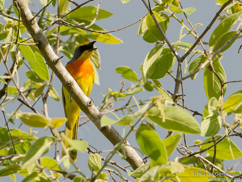 Orange-breasted Bushshrike