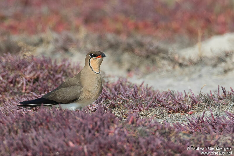 Collared Pratincole