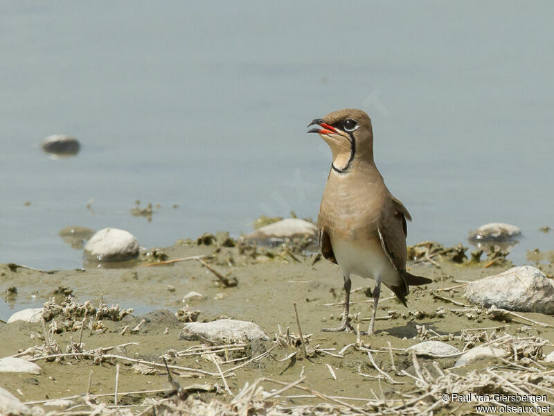 Collared Pratincole