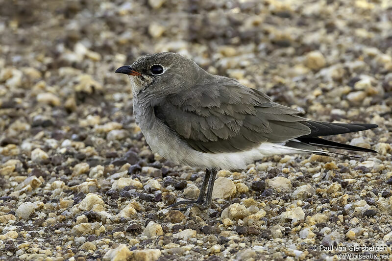 Collared Pratincole