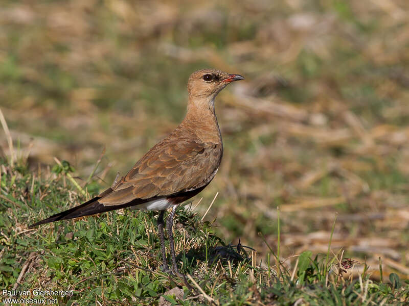 Australian Pratincoleadult, identification