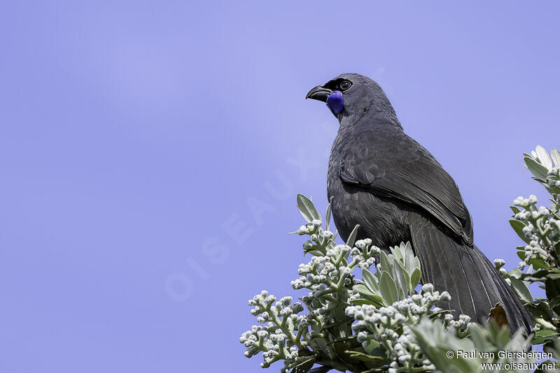 Glaucope de Wilsonadulte