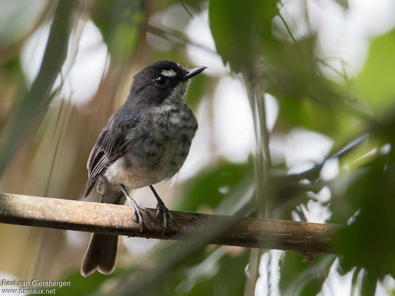 White-browed Forest Flycatcheradult, identification