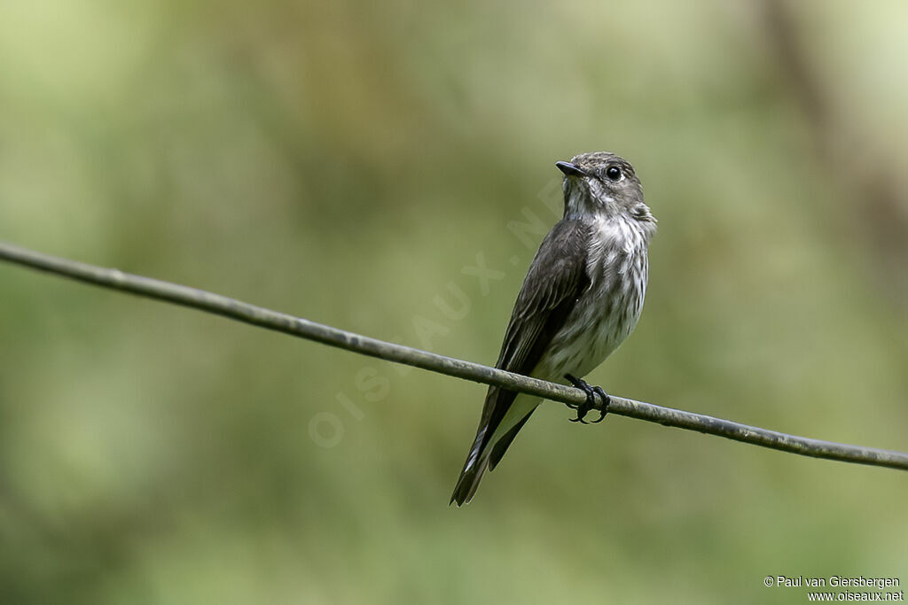 Grey-streaked Flycatcheradult