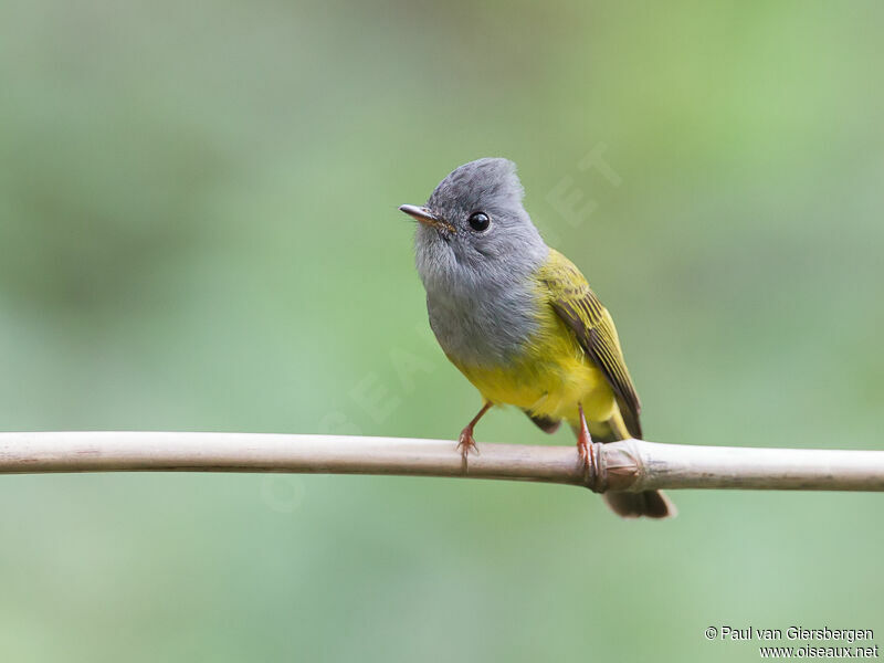 Grey-headed Canary-flycatcher