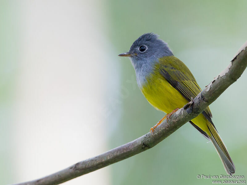 Grey-headed Canary-flycatcher